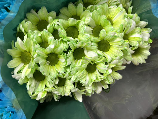 吸色小菊 商品图11