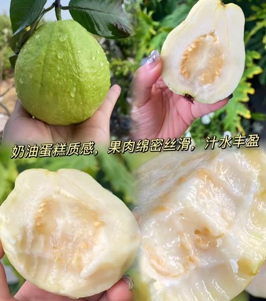 周二取货：【心动奶油芭乐】一箱毛重3斤左右，香甜，软糯，丝滑。 商品图1