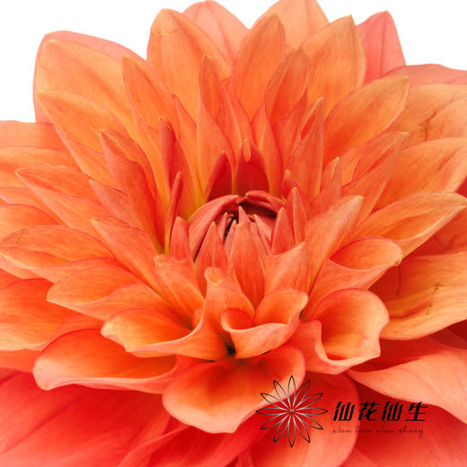 大丽花 | 橙色石头 商品图3