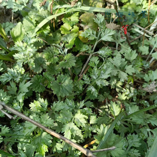 生态青团元宝（基地直发-顺丰空运包邮）| 10/20个装，多种口味，来自浙江临安，生产者：潘新梅【合作生产，公平贸易】 商品图13