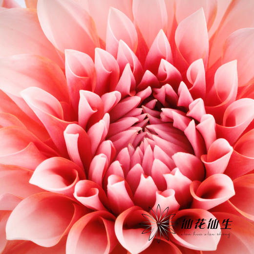 配花 | 大丽花女孩 商品图1