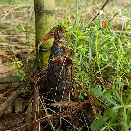 【排单发货中】天目山生态雷笋（基地直发-中通快递）|5斤装，来自浙江临安，采集者：潘新梅【合作生产，公平贸易】 商品图9