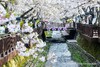 韩国樱花主题三飞8天摄影团：  济州岛、镇海、釜山、首尔的粉雪世界里定格浪漫光影 商品缩略图8