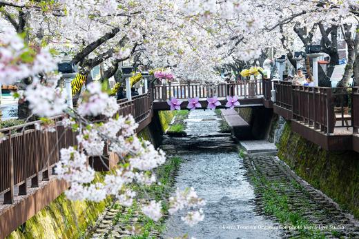 韩国樱花主题三飞8天摄影团：  济州岛、镇海、釜山、首尔的粉雪世界里定格浪漫光影 商品图8
