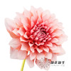 配花 | 大丽花女孩 商品缩略图3