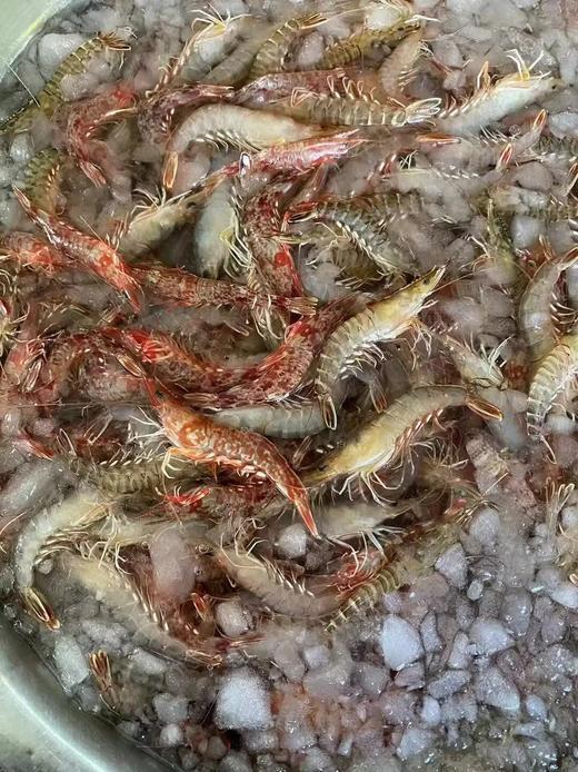 海捕野生杂虾【新鲜活冻】 商品图3