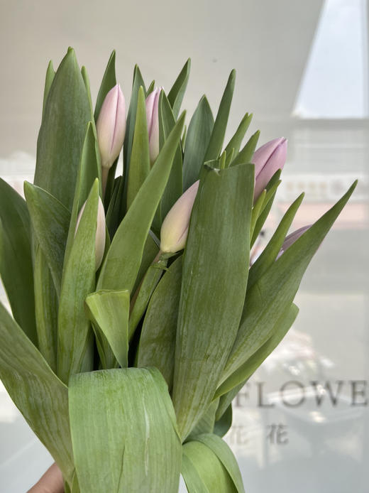 国产郁金香-【香芋浅紫辛夷】 商品图3