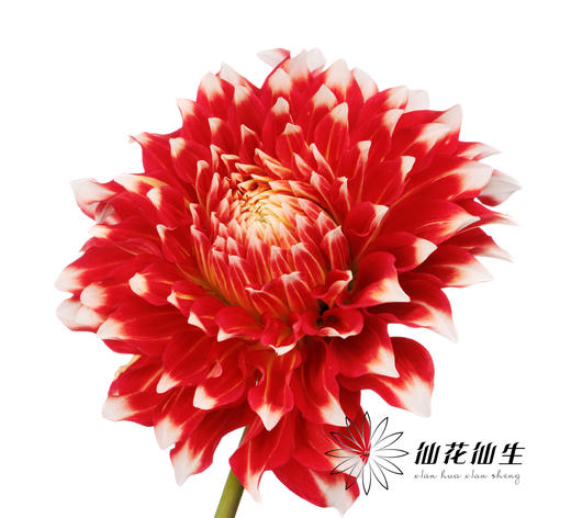 配花 | 大丽花X元素 商品图2