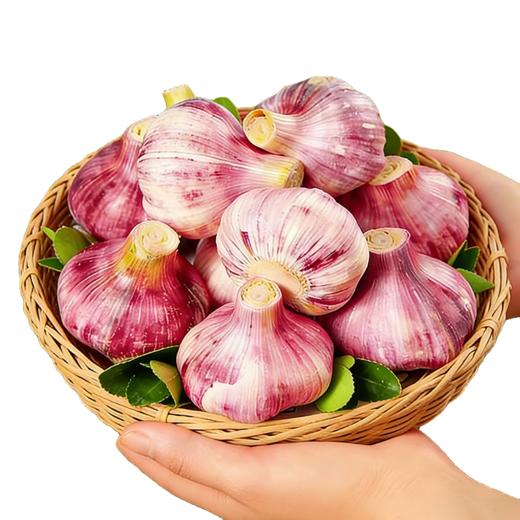 【安心优选】紫皮鲜蒜 1斤 2026年新鲜大蒜头 腌制糖蒜时令蔬菜  商品图5