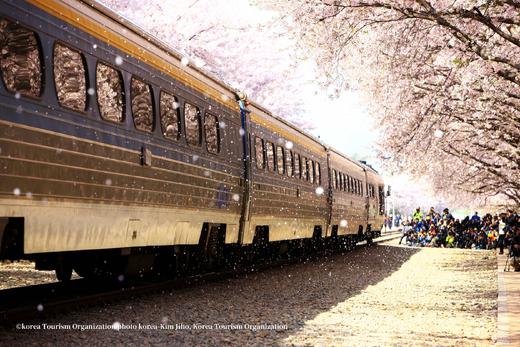 韩国樱花主题三飞8天摄影团：  济州岛、镇海、釜山、首尔的粉雪世界里定格浪漫光影 商品图0