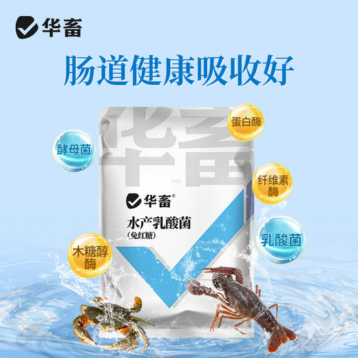 华畜水产乳酸菌1.1kg 复合菌种肠道健康呼吸好 商品图1