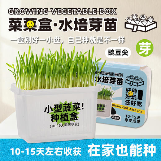 【29.9元任选3大盒❗️水培盆栽】柚芽儿童种植水培植物盆栽 小学生发芽蔬菜生长盒 水养无土栽培 商品图2