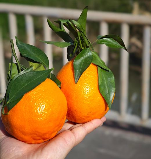 周二取货：【大雅柑】一份4斤左右，浓甜爆汁，果肉嫩，果味浓郁。 商品图5