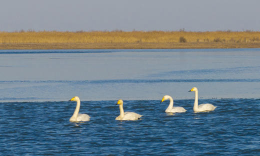 拍鸟专线·丹东鸭绿江口&营口鸟浪、石城岛屿黑面琵鹭’、大连城市风光6日摄影团 商品图6