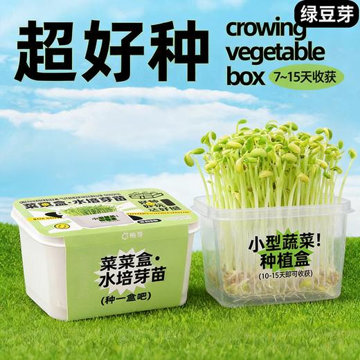 【29.9元任选3大盒❗️水培盆栽】柚芽儿童种植水培植物盆栽 小学生发芽蔬菜生长盒 水养无土栽培 商品图1