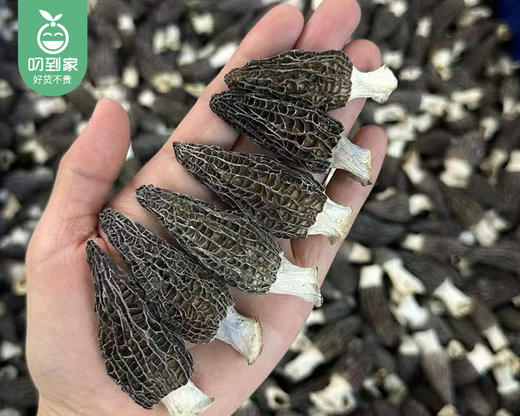 云南精选头茬羊肚菌（200g±2g包 4-5cm）生产日期: 3月 商品图1