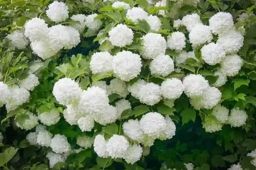 【成都植物园】4.25/5.1/5.4【马陆老师带队：忙趁东风放纸鸢】植物园赏春花+春燕动植物科普课、空气动力学知识；莎燕风筝非遗手作、放风筝技巧讲解、风筝比赛 商品图4