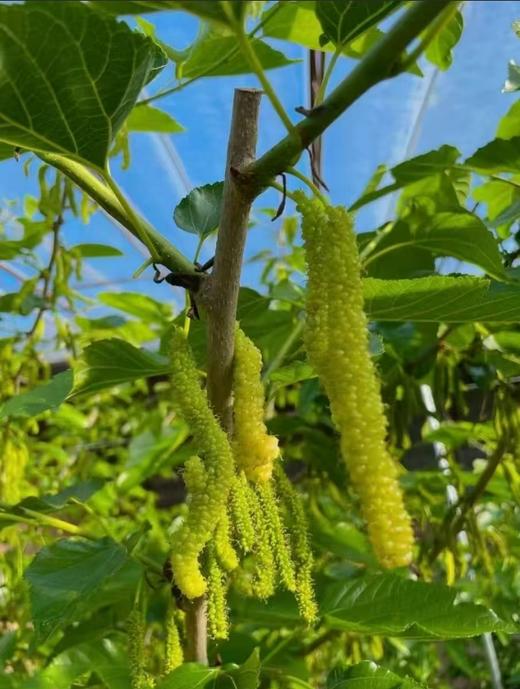 纯甜长条 白桑葚约350g/篮 商品图1