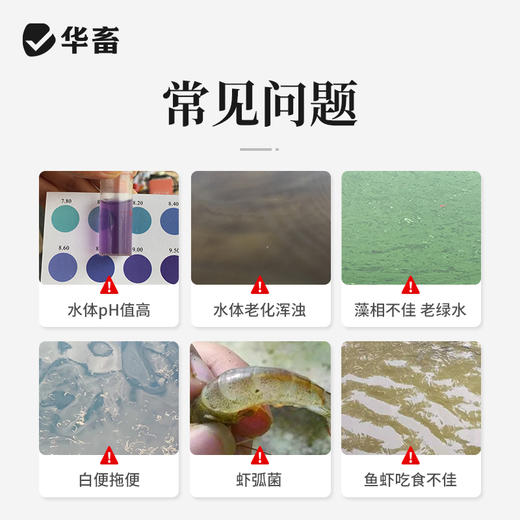 华畜水产乳酸菌1.1kg 复合菌种肠道健康呼吸好 商品图2