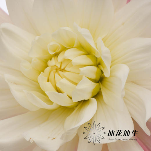 大丽花 | 糖果 商品图3