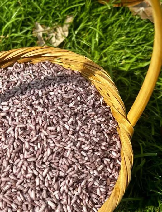 【墨江老品种紫米】| 元和优选 口感软糯颗粒均匀食味香甜 500/1袋 商品图0