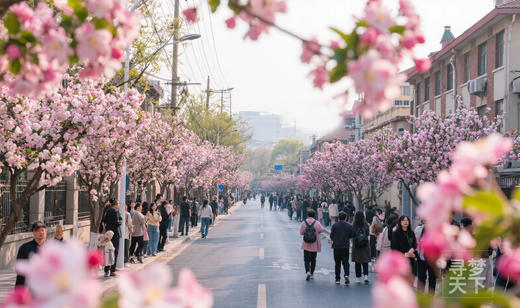 津上添花·春季:天津万国建筑摄影与春日海棠花行摄5天 商品图2