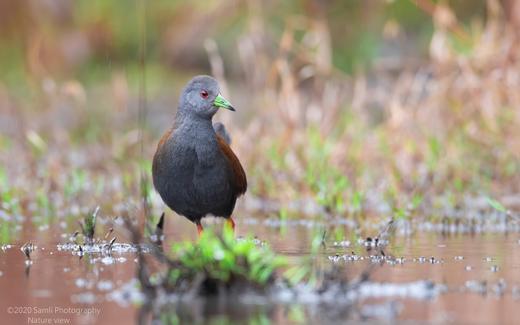 拍鸟专线·云南·高黎贡山： 百花岭鸟类+中缅边境+菲氏叶猴摄影8天 商品图4