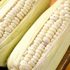 那云那南有机小香糯玉米300g/份 商品缩略图2