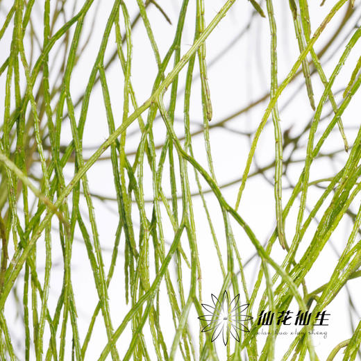 叶材 | 藤石松 商品图1