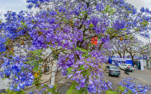 川西南花韵7天： 王岗坪贡嘎云海、邛海日落、西昌蓝花楹、会理古城、迤沙拉彝寨、攀枝花凤凰花 商品图6