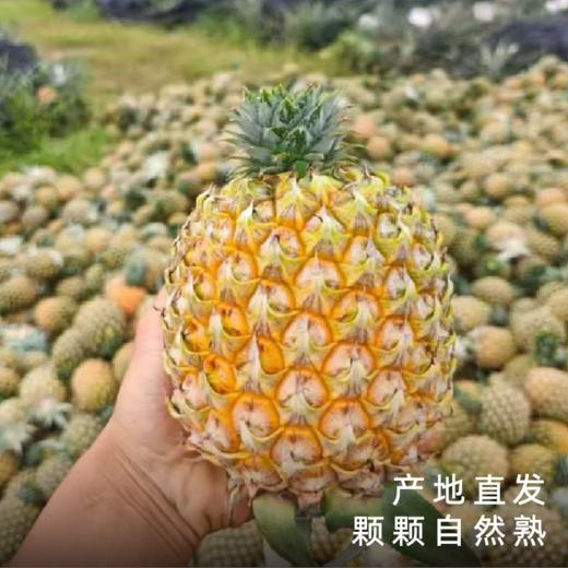 艾格吃饱了2026年芒果凤梨热带水果浓香 商品图3