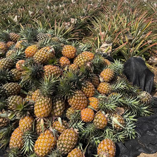 极客森林凤梨（金钻）丨被森林包围的农场，树上熟采摘，绿色食品认证，香甜味浓，削皮即食，到货挑熟度高的先吃，常温保存，切勿直接冷藏⭐️顺丰快递 商品图5