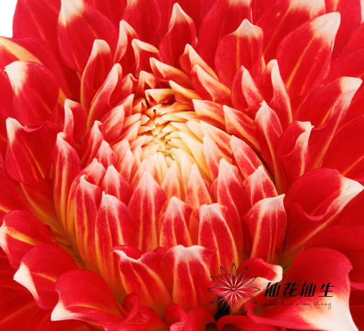 配花 | 大丽花X元素 商品图3