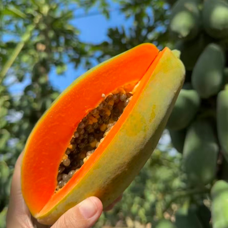 海南 牛奶 红心木瓜 净重5斤