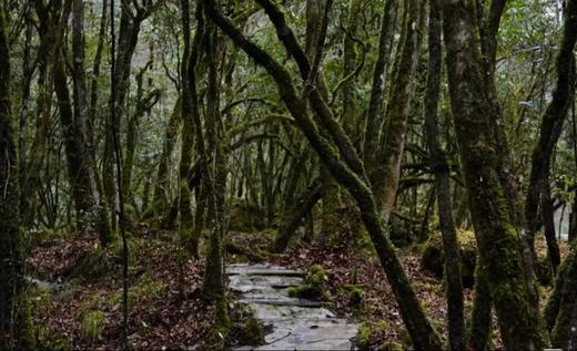【打卡奖牌|东拉山大峡谷】（4.5/6/8/11/12）闭关八年重新开放，川西小众徒步秘境 商品图3