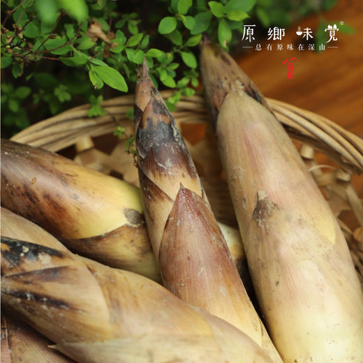【排单发货中】天目山生态雷笋（基地直发-中通快递）|5斤装，来自浙江临安，采集者：潘新梅【合作生产，公平贸易】 商品图8