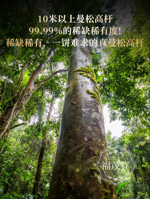 【曼松高杆】藏茶人必藏 2026年春茶易武茶区曼松普洱茶生茶高杆古树茶饼357g 商品图1