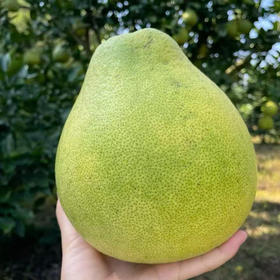 药柚