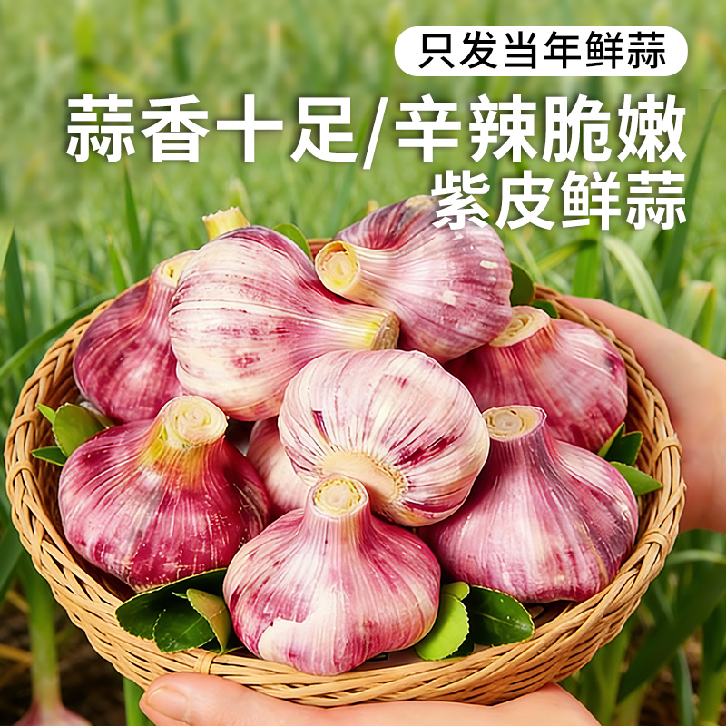 【安心优选】紫皮鲜蒜 1斤 2026年新鲜大蒜头 腌制糖蒜时令蔬菜 