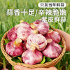 【安心优选】紫皮鲜蒜 1斤 2026年新鲜大蒜头 腌制糖蒜时令蔬菜  商品缩略图0