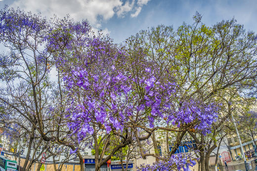 川西南花韵7天： 王岗坪贡嘎云海、邛海日落、西昌蓝花楹、会理古城、迤沙拉彝寨、攀枝花凤凰花 商品图13