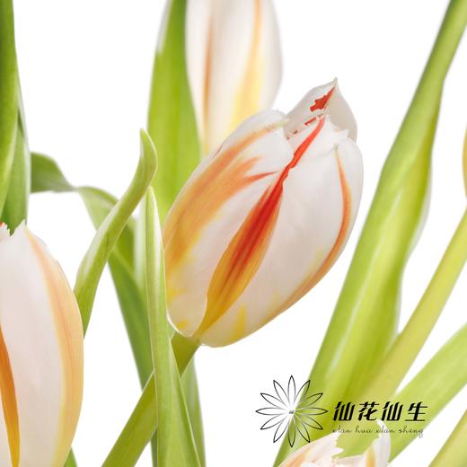 国产郁金香 | 幸福一代 商品图4