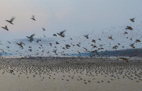 拍鸟专线·丹东鸭绿江口&营口鸟浪、石城岛屿黑面琵鹭’、大连城市风光6日摄影团
