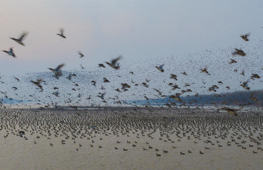 拍鸟专线·丹东鸭绿江口&营口鸟浪、石城岛屿黑面琵鹭’、大连城市风光6日摄影团 商品图0