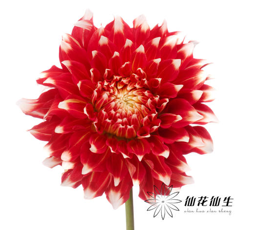 配花 | 大丽花X元素 商品图0