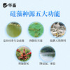 华畜硅藻种源500g 低温藻种肥水培饵 活力强繁殖快 可搭配肥水膏使用 商品缩略图3