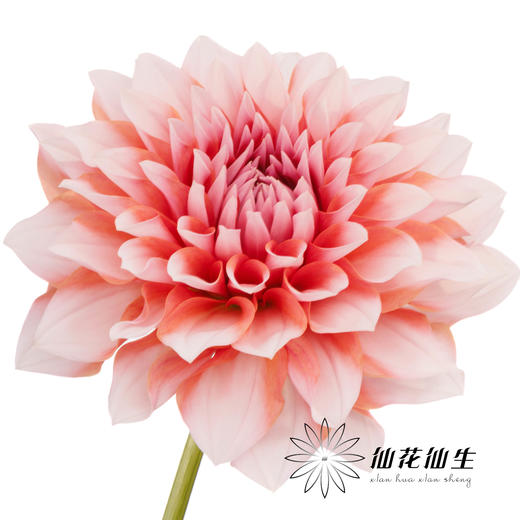 配花 | 大丽花女孩 商品图2