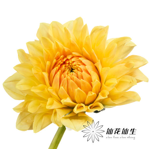 大丽花 | 浅色阳光橙 商品图2