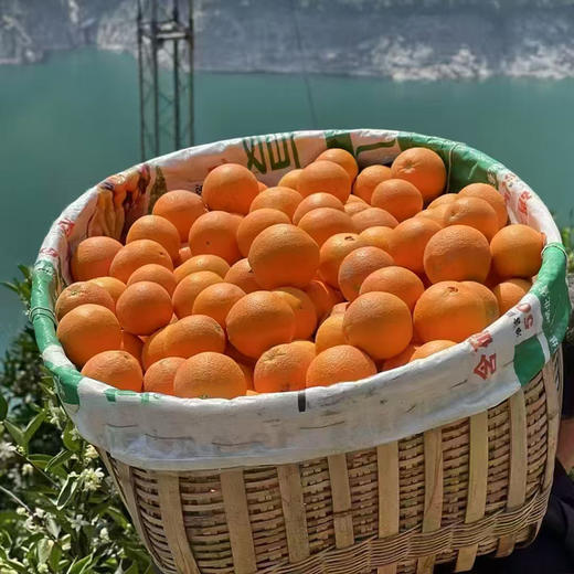 秭归帝王 伦晚橙 净重4.5斤大果 商品图3
