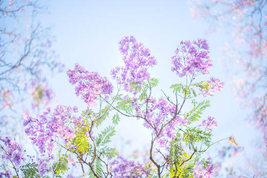 川西南花韵7天： 王岗坪贡嘎云海、邛海日落、西昌蓝花楹、会理古城、迤沙拉彝寨、攀枝花凤凰花 商品图1